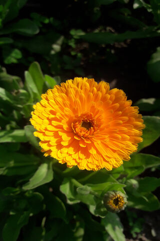 Flower1