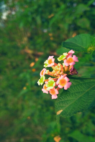 Nature's Colorful Canvas 🌸🌿