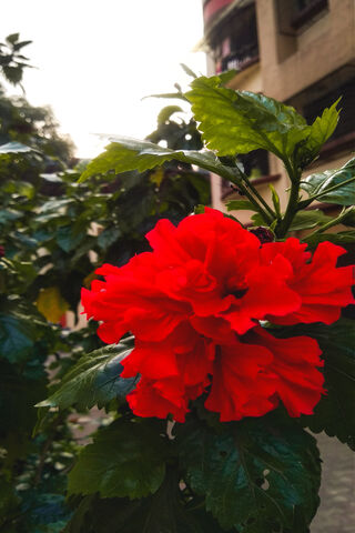 Radiant Red Blooms 🌺✨