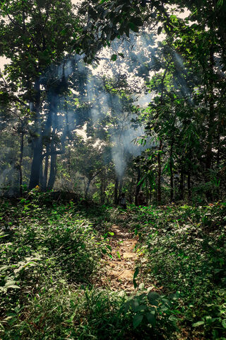 Enchanted Journey Through the Forest 🌲✨