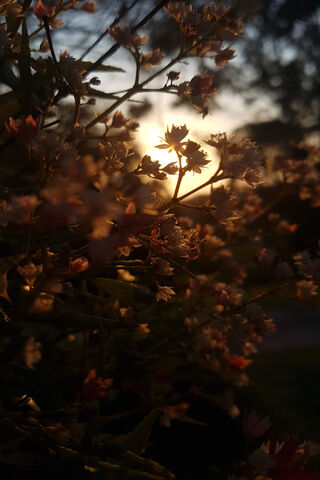 Sunset Blooms: Nature's Golden Hour 🌼🌅