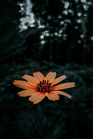 Flower On Forest