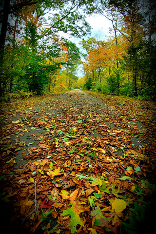 Autumn Serenity 🍂✨