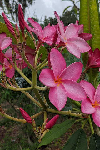 Blossoms of Bliss: The Fuchsia Plumeria 🌸✨