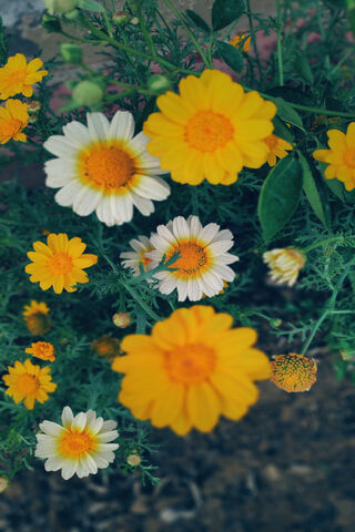 Blooming Harmony: A Floral Symphony 🌼✨