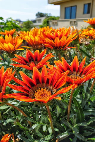 Sunrise Blooms: A Burst of Color