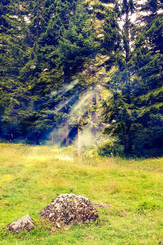 Forest Sunrays