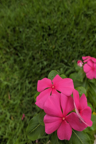 Flor: A Burst of Pink Beauty 🌸