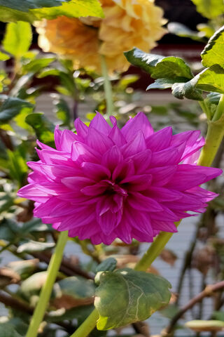 Blooming Beauty: The Vibrant Dahlia 🌸
