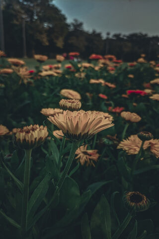 Whispers of Color in the Flower Fields 🌼✨