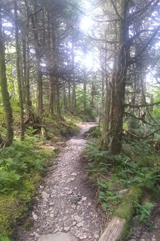 Forest Hike