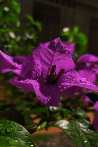 Flor: The Enchanting Bougainvillea 🌸✨