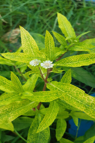 Vibrant Green Wonders: Nature's Artistry 🌿✨