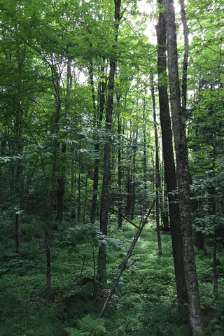 Enchanted Green Haven 🌳✨