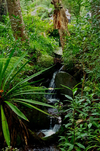 Whispers of the Green Oasis 🌿💧