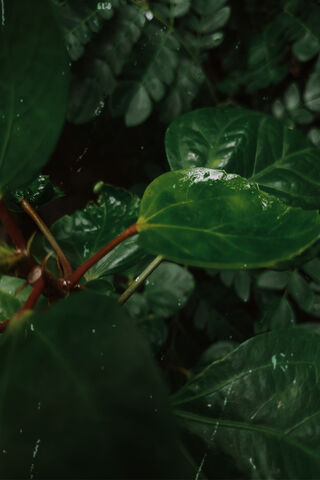 Green Life