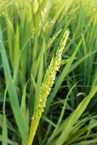 Emerald Waves: The Beauty of Green Paddy 🌾💚