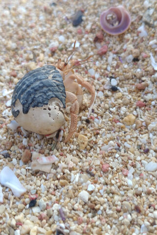 The Coastal Nomad: A Hermit Crab's Journey 🦀🏖️