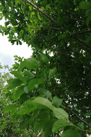 Whispers of Nature: The Beauty of Tree Leaves 🍃