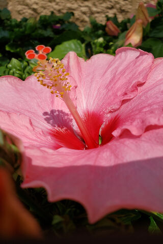 Tropical Bliss: The Hawaiian Punch Flower 🌺🍹
