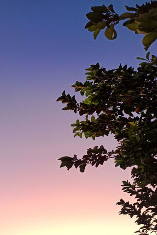 Whispers of the Leaves 🌿✨