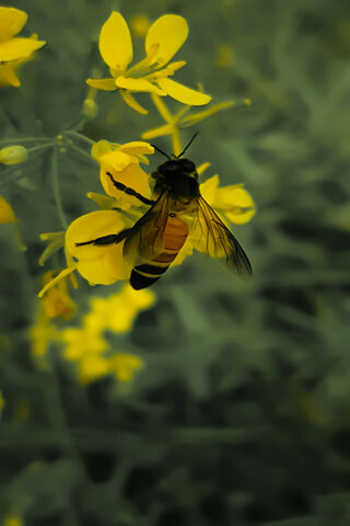 Buzzing Beauty: The Honey Bee's Dance