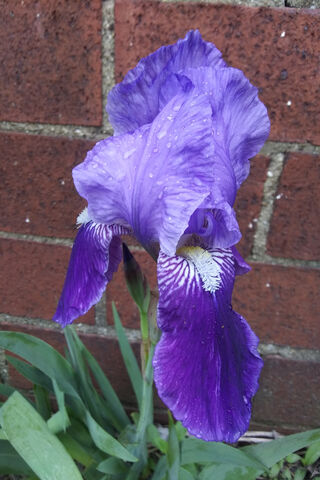 Iris: The Enchanting Bloom of Spring 🌸✨