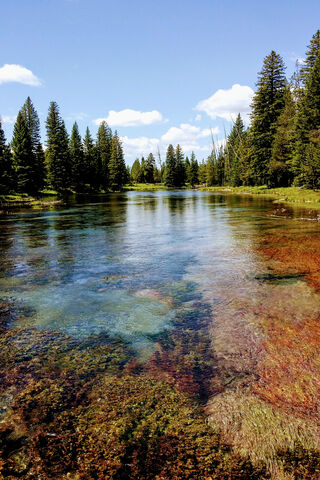 Tranquil Waters of Island Park, ID 🌲💧