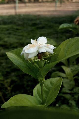 Jasmine's Whisper: A Blooming Delight 🌸