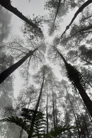 Mystical Canopy: A Journey Through Jungle Mizt 🌲✨