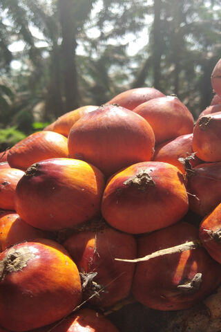 The Golden Harvest of Kelapa Sawit 🌴✨