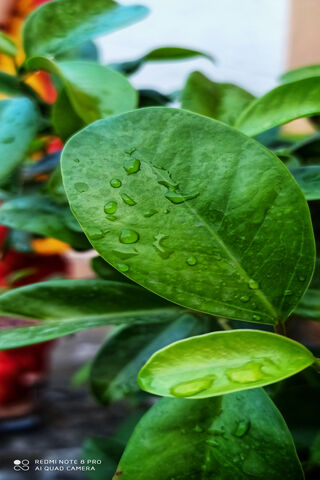 Nature's Jewels: The Beauty of Leaf Water Drops 🌿💧