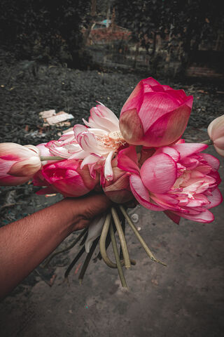 Lotus Flower