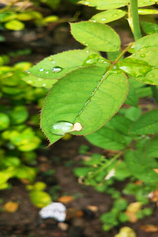 Nature's Gem: The Leaf Waterdrop