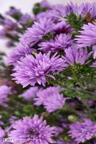 Lavender Flowers