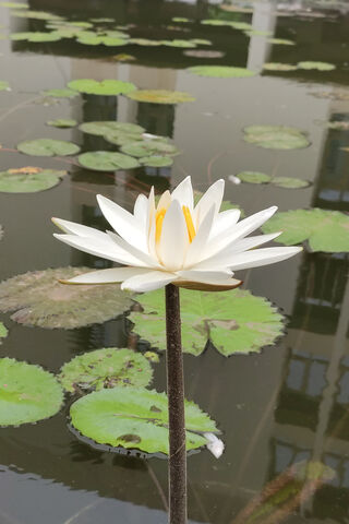 LOTUS Flower