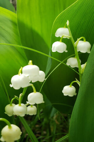 Whispers of Spring: The Enchanting Lily of the Valley 🌸✨