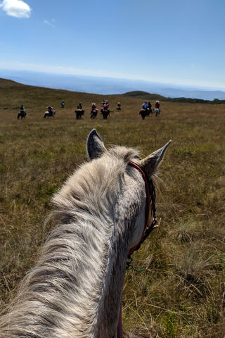 Journey Through the Fields: Livre's Adventure 🌾🐴