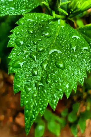 Nature's Jewels: The Beauty of Leaf Water Drops 🌿💧