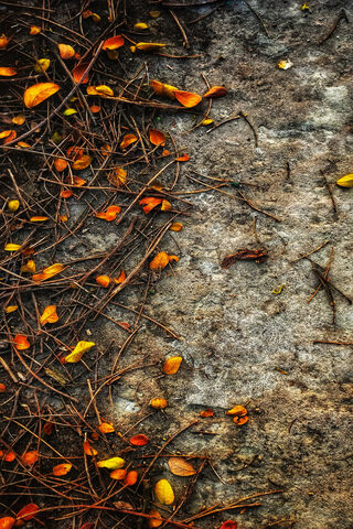 Autumn's Tapestry 🍂✨