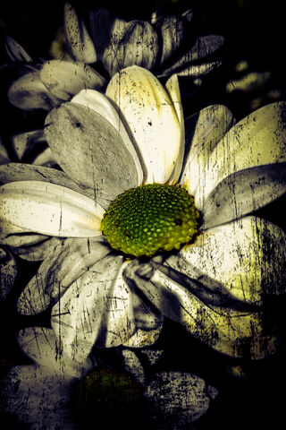 Dreamy Blooms: The Lazy Daisy 🌼✨