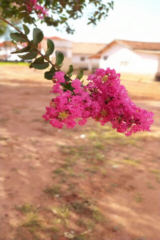 Blooming Beauty: Macro HD Delight 🌸
