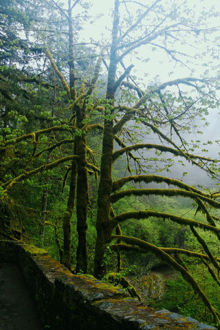 Enchanted Whispers of the Misty Forest 🌲✨