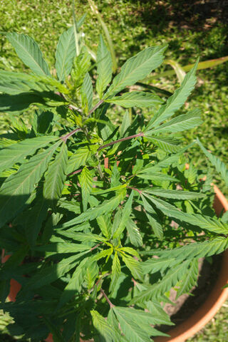 Mary Jane: Nature's Green Wonder 🌿