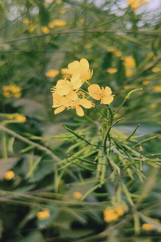 Mustard Flower