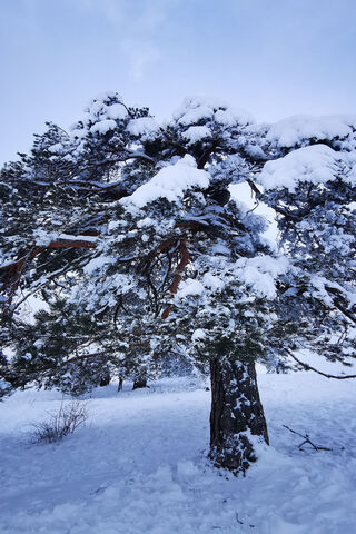 Mountain Snow Tree