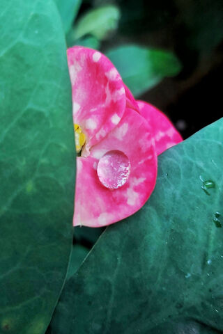 Whispers of Serenity 🌸💧