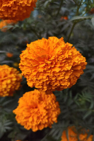 Golden Blooms: The Cheerful Marigold 🌼✨