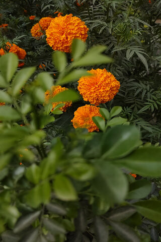 Golden Blooms of Marigold 🌼✨