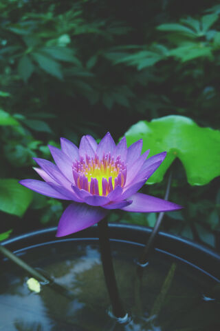 Moody Serenity: The Enigmatic Lotus